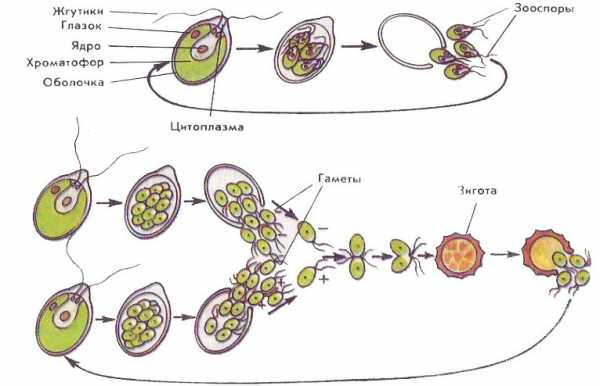 Реферат: Классификация и строение водорослей